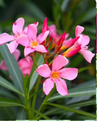 Flowering Plants