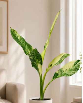 Indoor Plants
