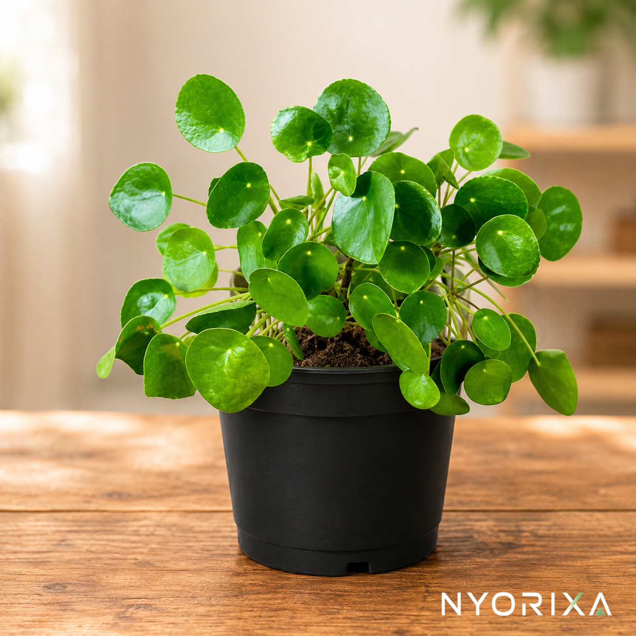 Chineese Money plant
