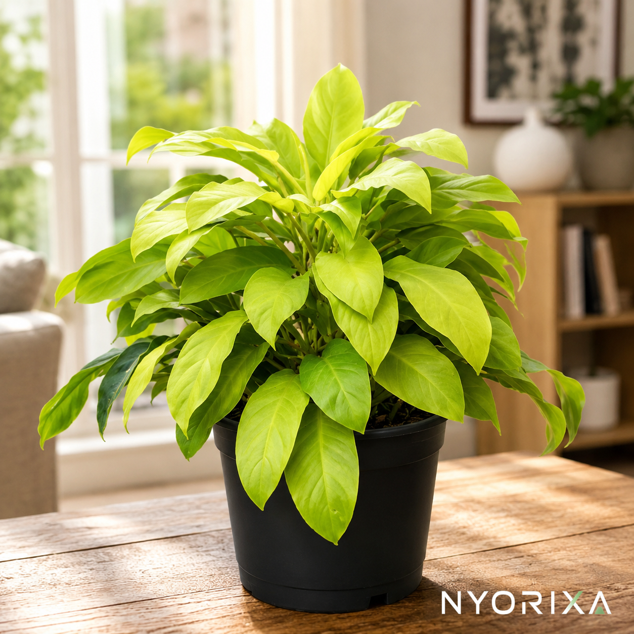 Philodendron golden Plant