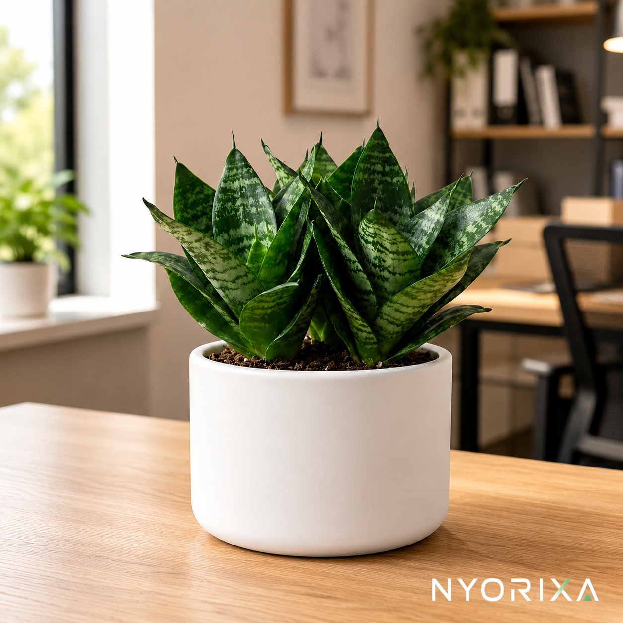 Snake plant-Hahnii