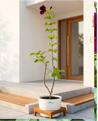 Alamanda Purple