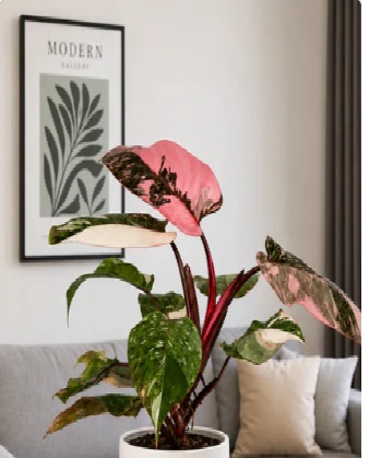 Pink Aglaonema (Chinese Evergreen)
